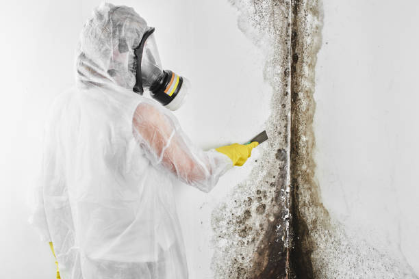 Best Attic Mold Removal  in Elverta, CA