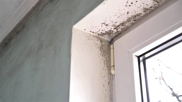 Best Toxic Mold Removal  in Elverta, CA