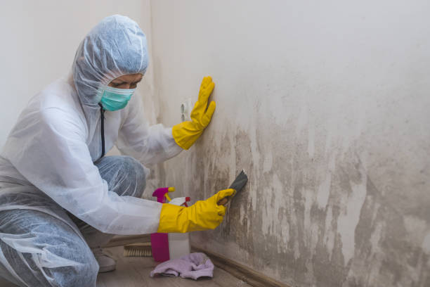 Best Residential Mold Removal  in Elverta, CA