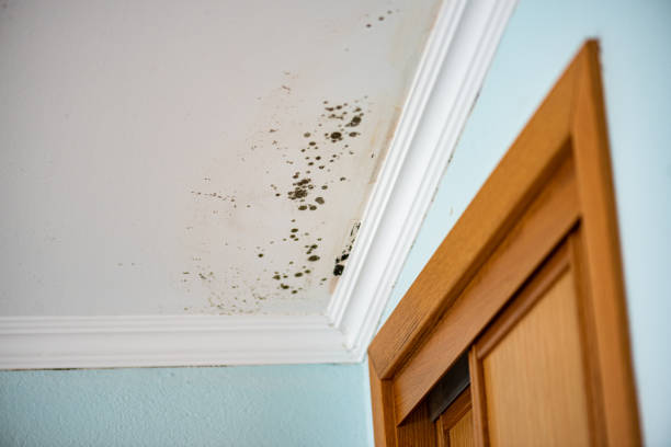 Best Professional Mold Removal  in Elverta, CA