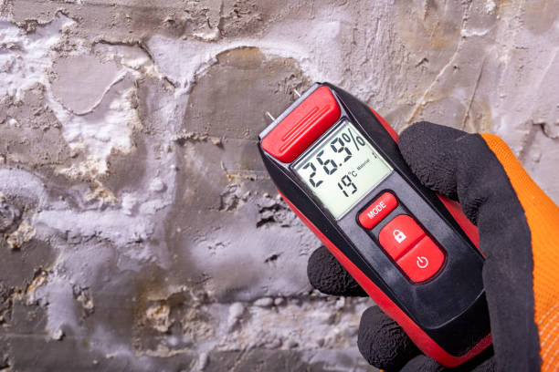 Trusted Elverta, CA Mold Removal Experts