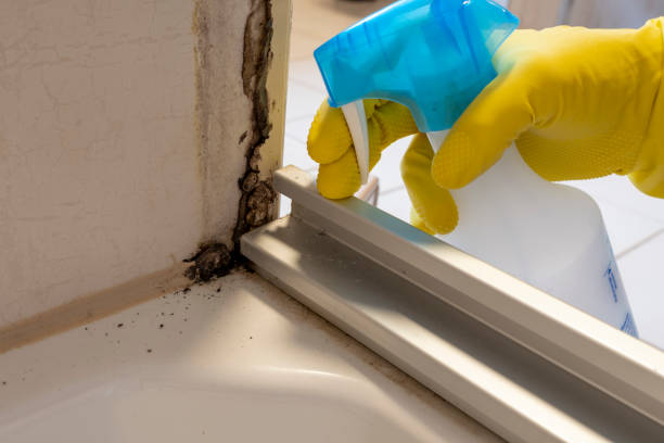 Best Black Mold Removal  in Elverta, CA