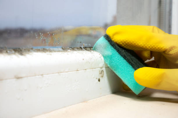 Best Crawl Space Mold Removal  in Elverta, CA