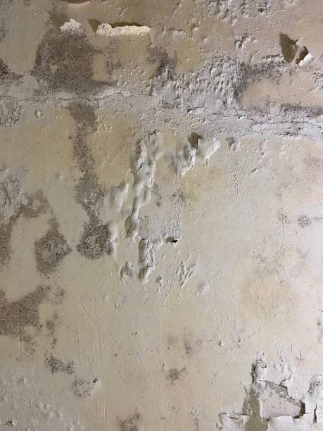 Professional Mold Removal in Elverta, CA