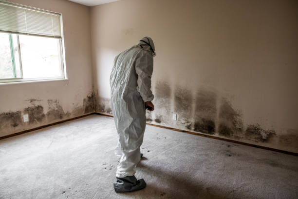 Best Residential Mold Removal  in Elverta, CA