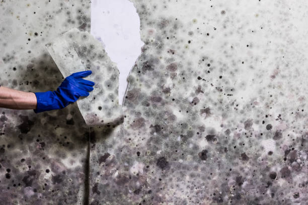 Best Fast Mold Removal  in Elverta, CA
