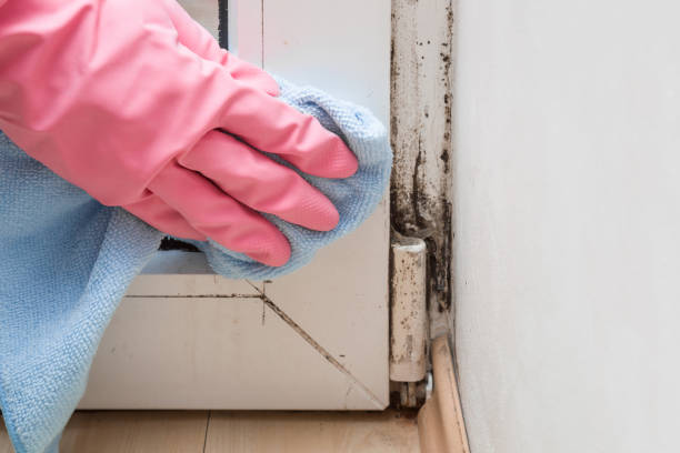 Best Mold Remediation  in Elverta, CA