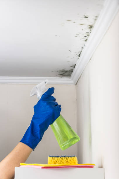 Best Same-Day Mold Removal  in Elverta, CA